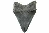 Serrated, Fossil Megalodon Tooth - South Carolina #310429-1